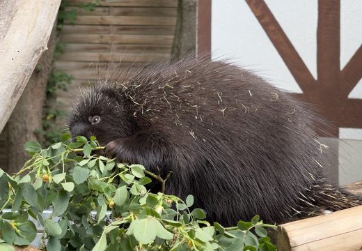 New World Porcupines - Photo 6