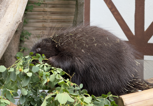 New World Porcupines