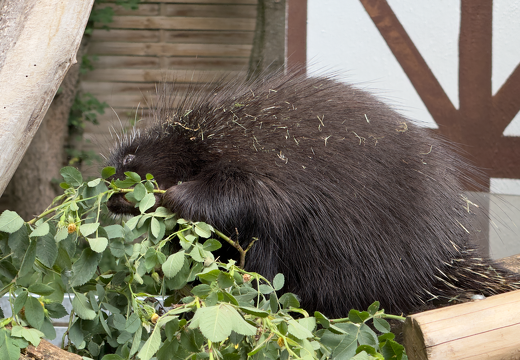 New World Porcupines - Photo 8