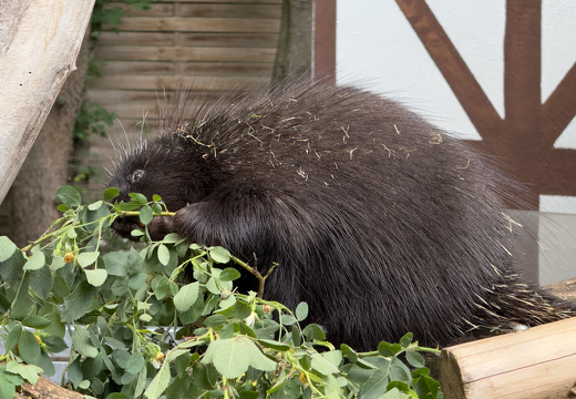 New World Porcupines - Photo 9