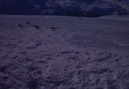 Just Switzerland