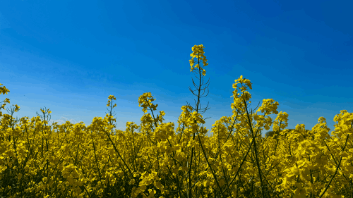 Rapeseed field