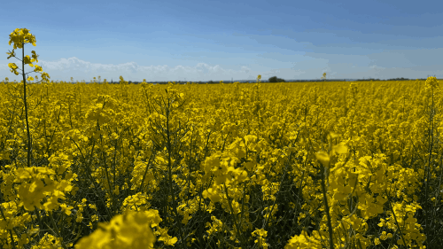 Rapeseed field