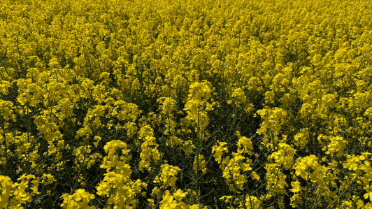 Rapeseed field