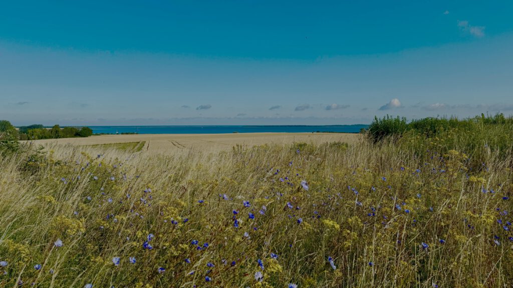 Blue Flowers on the Meadow by the Sandy Beach